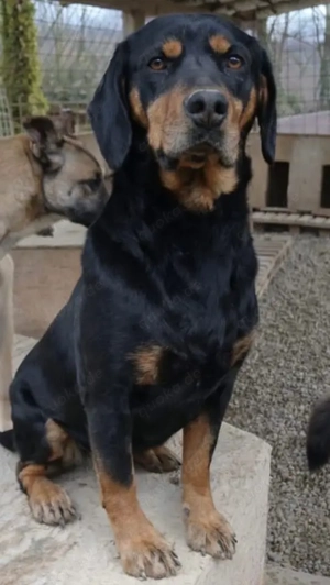 Yuha, junges  Dachsbracken Mischlingsmädchen sucht ihr Zuhause