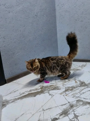  Bengal Kitten mit Stammbaum Bild 6