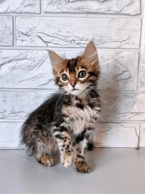  Bengal Kitten mit Stammbaum Bild 9