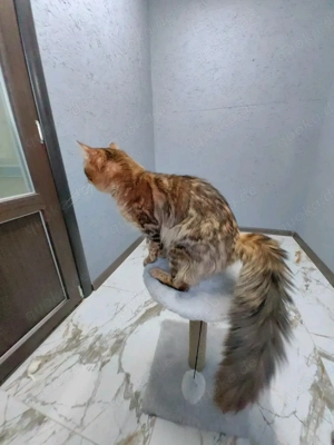  Bengal Kitten mit Stammbaum Bild 2