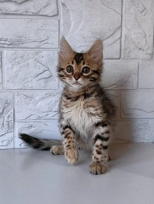  Bengal Kitten mit Stammbaum Bild 3