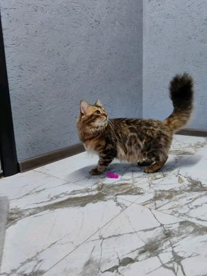  Bengal Kitten mit Stammbaum Bild 8