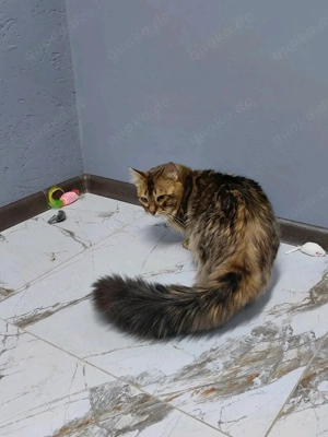  Bengal Kitten mit Stammbaum Bild 4