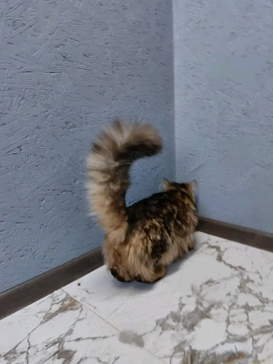  Bengal Kitten mit Stammbaum Bild 7