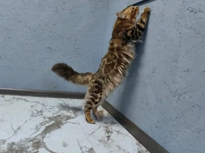  Bengal Kitten mit Stammbaum