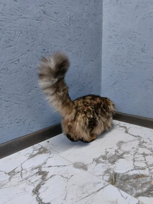  Bengal Kitten mit Stammbaum Bild 10