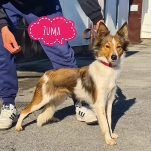 Zuma, junge und zauberhafte Sheltie   Border Collie Mix Hündin