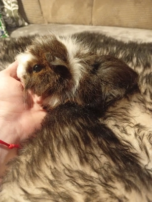 Meerschweinchen Baby 