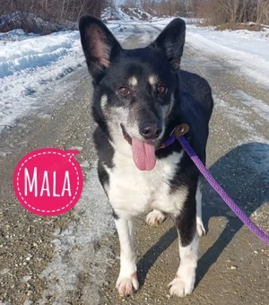 Mala, gibt es jemanden mit Herz für diese zarte Hündin, die so sehr ein Zuhause verdient hat?