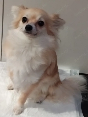 pomchi hündin 9 monate 