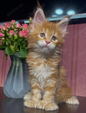 Süßes, 10 Wochen altes Maine-Coon-Kätzchen sucht ein liebevolles Zuhause