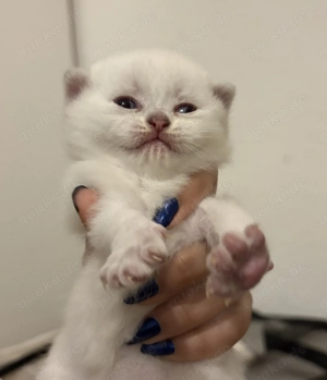 4 süße Kätzchen suchen ein liebevolles Zuhause