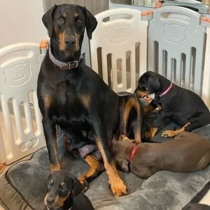 Zauberhafte Dobermann-Welpen suchen ihr Traumzuhause