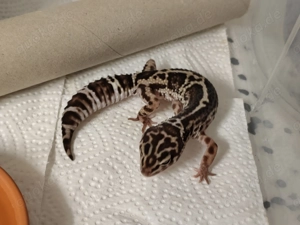 2 Leopardgeckos 0.1 abzugeben inkl. Terrarium und Zubehör