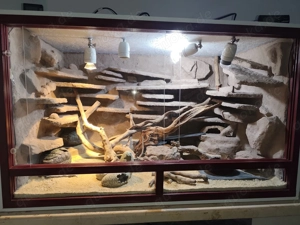 2 Leopardgeckos 0.1 abzugeben inkl. Terrarium und Zubehör