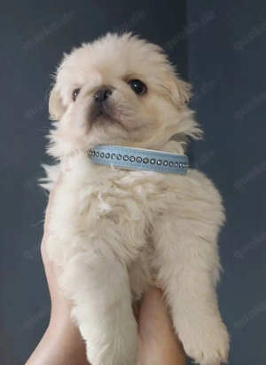 Bezaubernder altdeutscher Mopswelpe weiß (Fluffy)