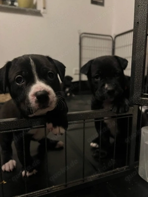 Wunderschöne & Liebe American Bully XL Mischlings Welpen 