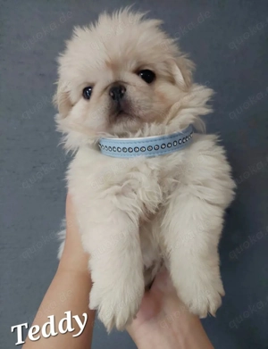 Bezaubernder altdeutscher Mopswelpe weiß (Fluffy)