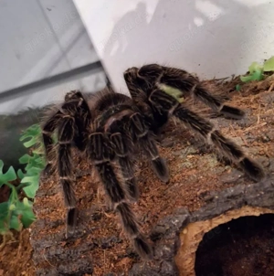 Lasiodora parahybana adult 0.1