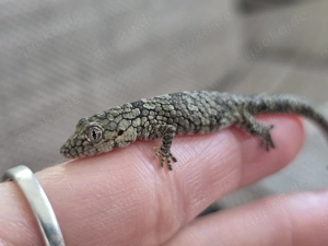 1.2 Eurydactylodes occidentalis Chamäleongecko Bild 3