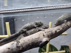 1.2 Eurydactylodes occidentalis Chamäleongecko Bild 4