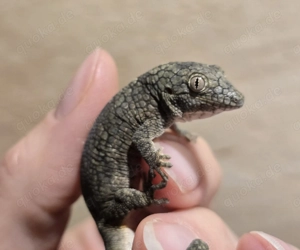 1.2 Eurydactylodes occidentalis Chamäleongecko Bild 2