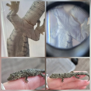 1.2 Eurydactylodes occidentalis Chamäleongecko Bild 5