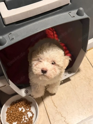 Reinrassige Pudel Welpen   gesund & verspielt