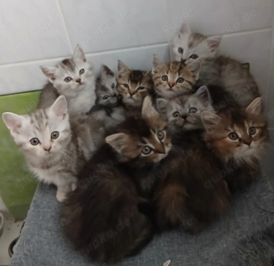 BKH-Mix Kitten in Gerolstein 