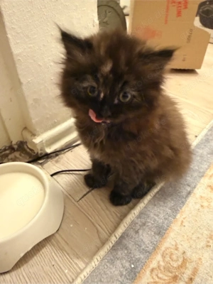 ab 12 woche abzugeben katzen baby karamel BLH EKH