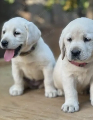 entzückende Golden-Retriever-Welpen suchen ein liebevolles und fürsorgliches Zuhause.