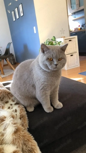 BKH Deckkater Lilac mit Champion-Stammbaum (kein Verkauf)