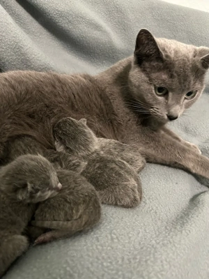 Russisch blau kitten