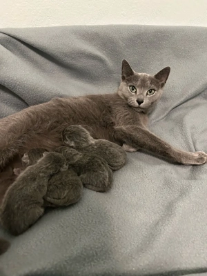 Russisch blau kitten