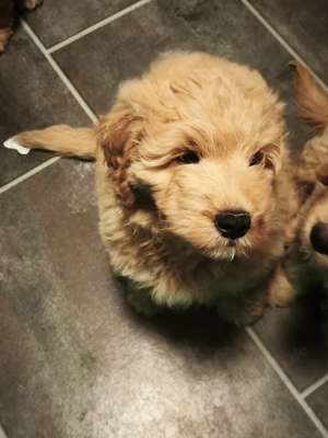Goldendoodle Welpen.