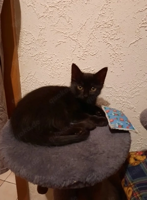 Katzenbaby sucht liebevolles zu Hause 