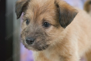 Freckles, ein kleiner Racker