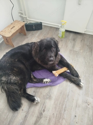 Bernadiner Sennhund mix