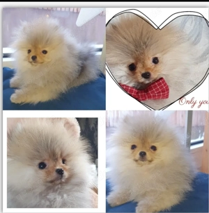 Reinrassige Pomeranian Zwergspitz Mini Rüde Welpe Ganz besonders Unser Herr Nielson