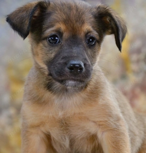 Rolly, ein zuckersüßes Hundekind