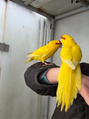 zigensittiche handzahme