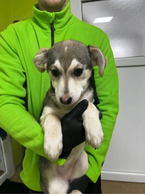 Buttercup sucht ein warmes körbchen 