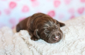 Reinrassige Labrador Welpen Chocolate und Blond