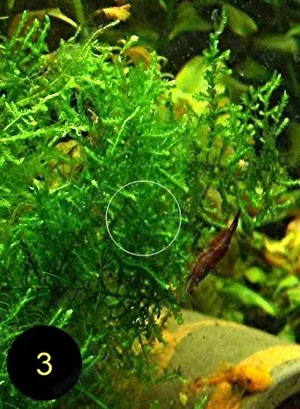 Flammenmoos, Spikymoos, Sternlebermoos, Aquarienpflanzen Bild 5
