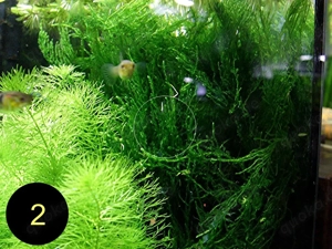 Flammenmoos, Spikymoos, Sternlebermoos, Aquarienpflanzen Bild 3