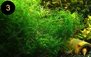 Flammenmoos, Spikymoos, Sternlebermoos, Aquarienpflanzen Bild 4