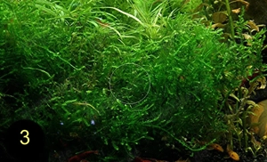 Flammenmoos, Spikymoos, Sternlebermoos, Aquarienpflanzen Bild 6