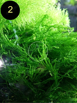 Flammenmoos, Spikymoos, Sternlebermoos, Aquarienpflanzen Bild 2