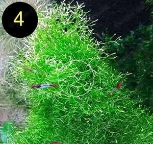 Flammenmoos, Spikymoos, Sternlebermoos, Aquarienpflanzen Bild 7