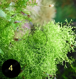 Flammenmoos, Spikymoos, Sternlebermoos, Aquarienpflanzen Bild 8